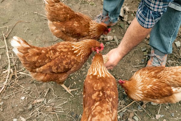 man feeding hens with food enriched with anti mycotoxins