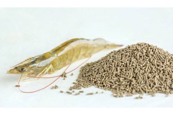 vannamei shrimp and feed next to it that has been added with feed additives