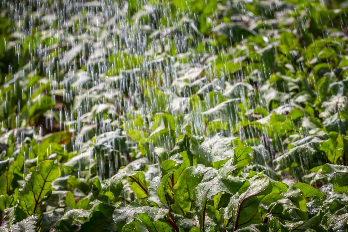 The image showcases rain-soaked plantation crops, with water droplets clinging to their leaves. It serves as an illustration of how emulan LVA assists in weathering the storm and protecting crops from harm during the rainy season.
