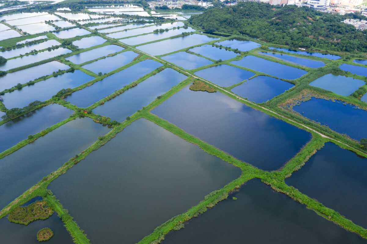 Aerial view of aquaculture ponds, featuring rectangular water bodies separated by green embankments.