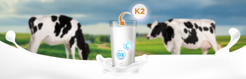 A glass of milk with K2, Vitamin D3, and Vitamin C symbols, with two black and white cows in the background standing in a green farm.