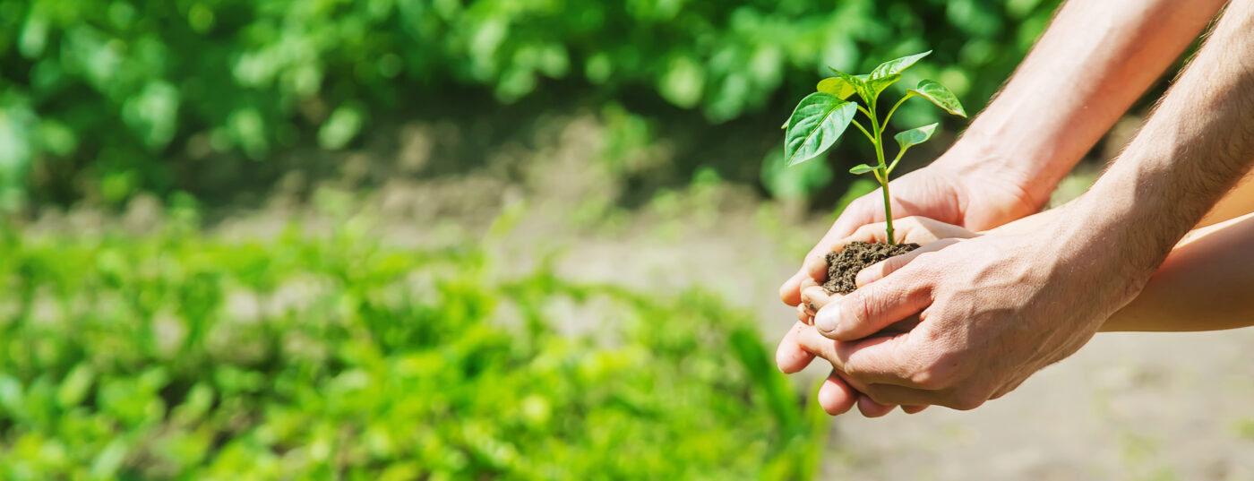 Hands holding a small plant with fresh leaves, emphasizing the importance of plant care.