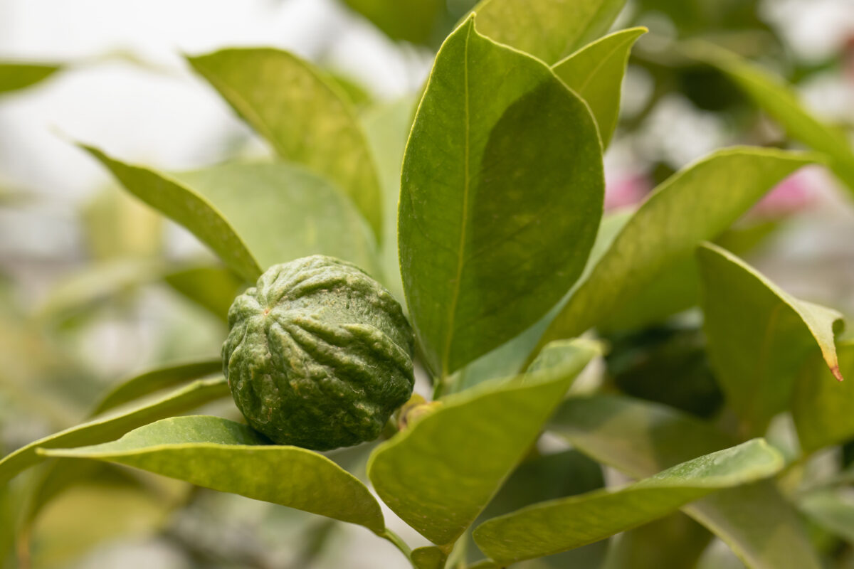 A detailed view of a wrinkled green kaffir lime fruit attached to a branch with lush green leaves, set against a blurred garden background.